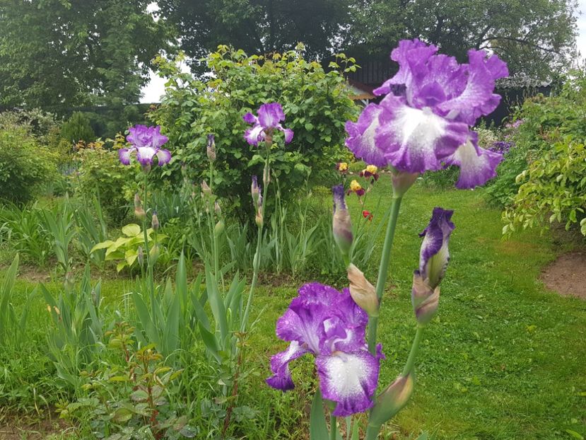  - Pridvor si Idilic garden