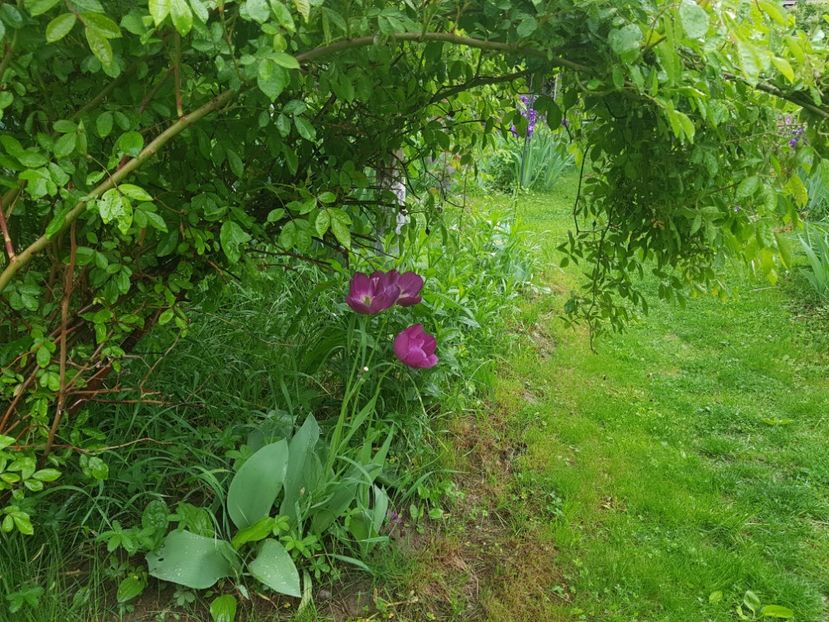  - Pridvor si Idilic garden