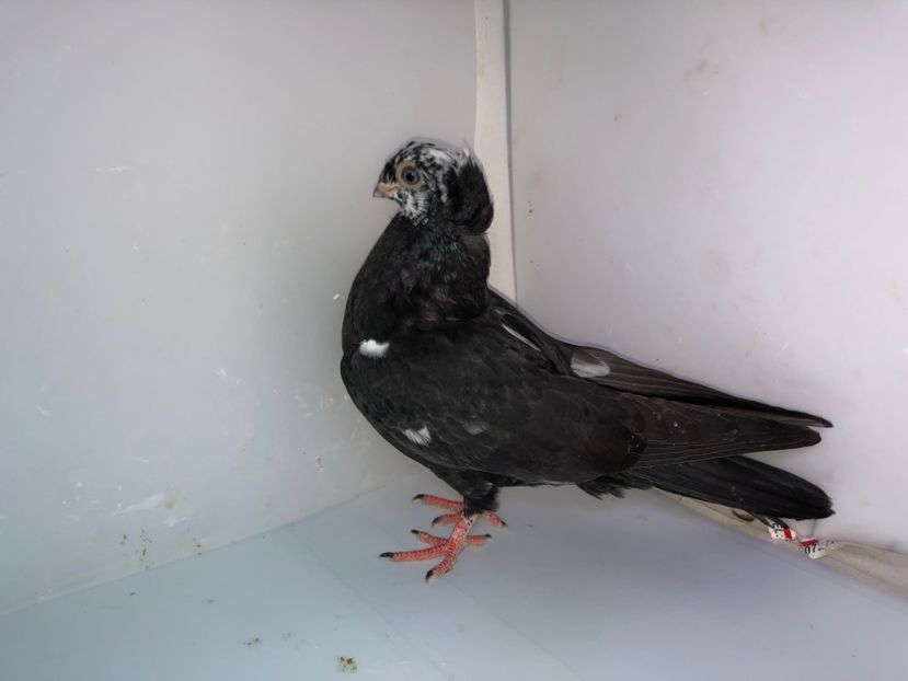 6840  mascul  2019_1 - pui 2019 BM