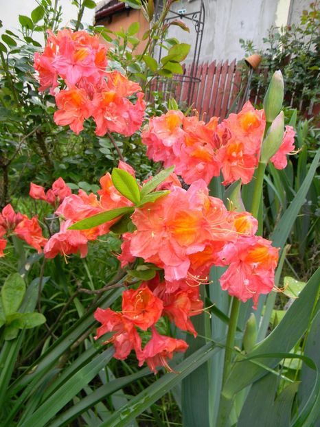 Juanita - 1 Grădina 2019