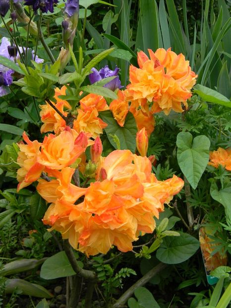 Csardas - 1 Grădina 2019