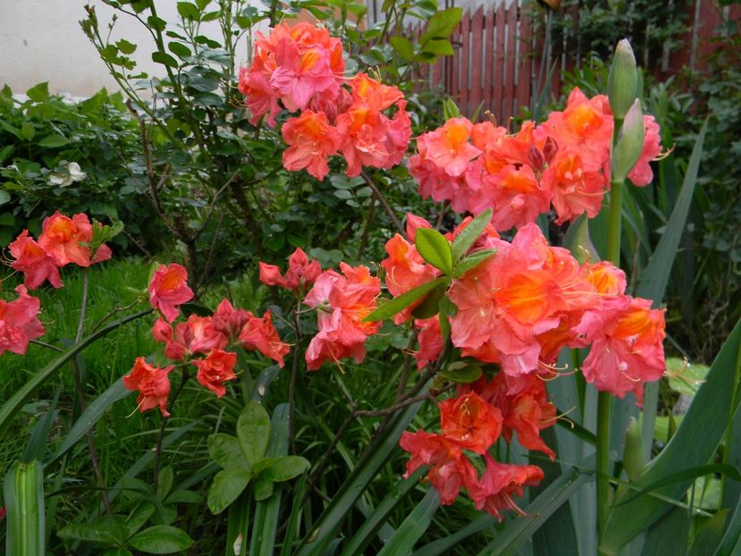 Juanita - 1 Grădina 2019