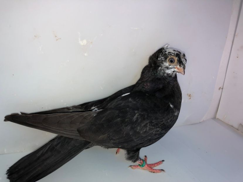 6840  mascul  2019_2 - pui 2019 BM