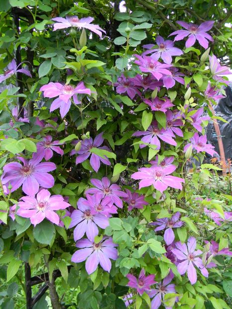 Baltyk - Clematite 2019
