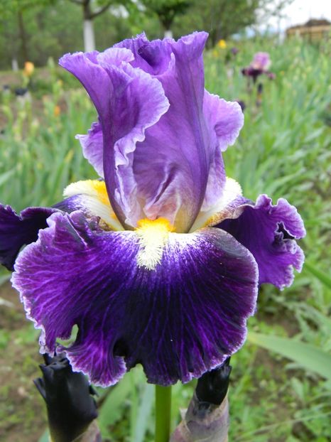 Dialect - Irisi 2019