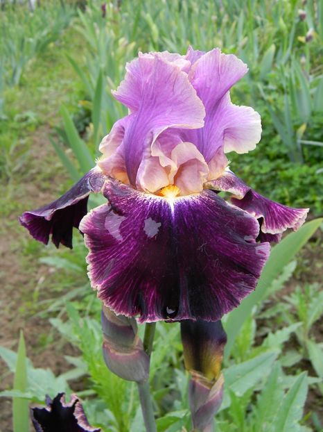 Duplication - Irisi 2019