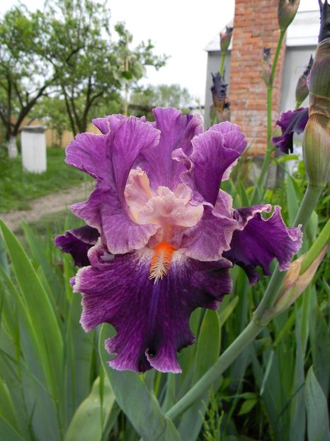 Fancy woman - Irisi 2019