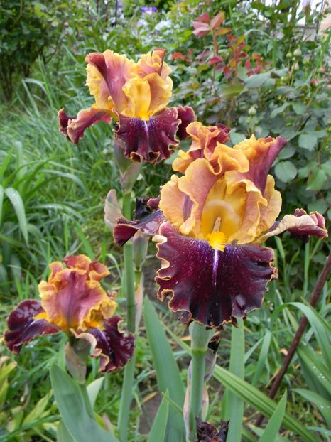 Wise woman - Irisi 2019