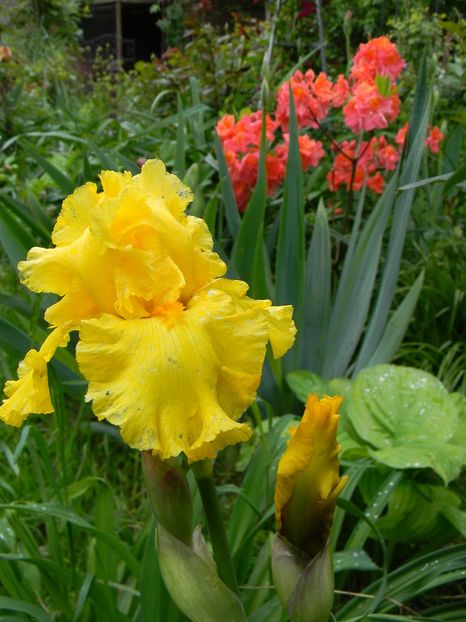 Pure as gold - Irisi 2019