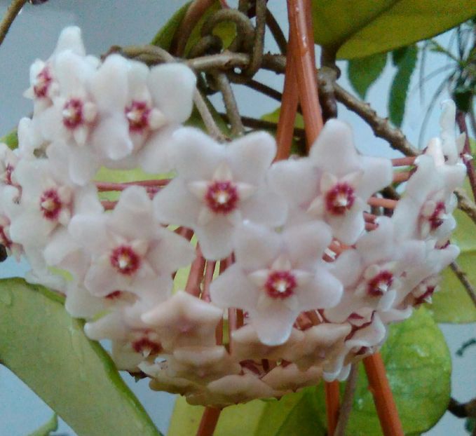 flori parfumate - Hoya