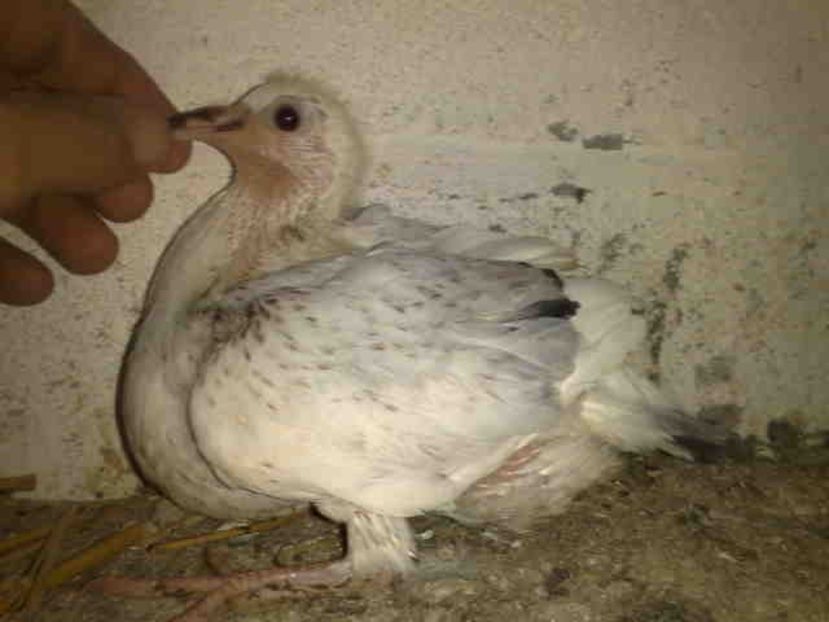  - Pui 2017-2018 -2019-2020 -2021-matca-doici-vind aproape tot lotul