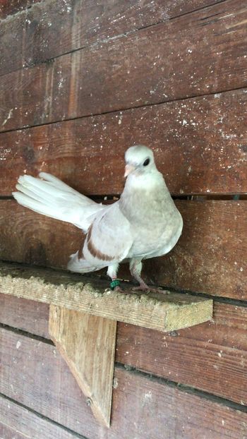 E9CC7593-FB02-48FE-98DE-FAF2433485F8 - Zburători Argintii