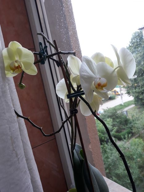  - Frumoasele mele orhidee