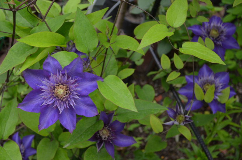  - dragostea  de natura