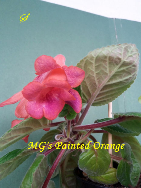 MG s Painted Orange(8-05-2019)2 - Sinningii 2019
