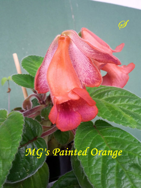 MG s Painted Orange(8-05-2019)3 - Sinningii 2019