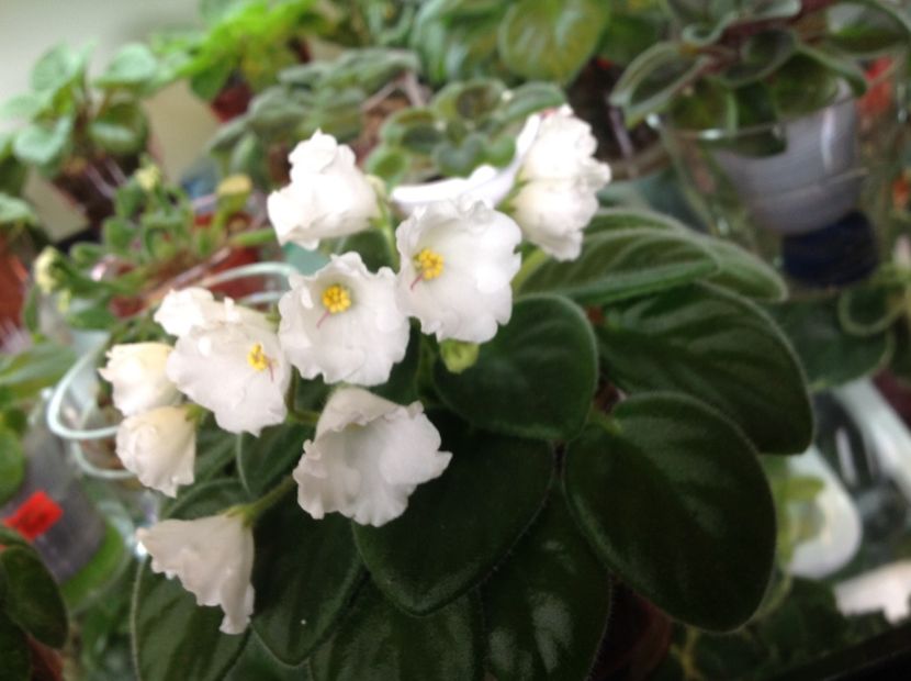  - Alan s White Feather