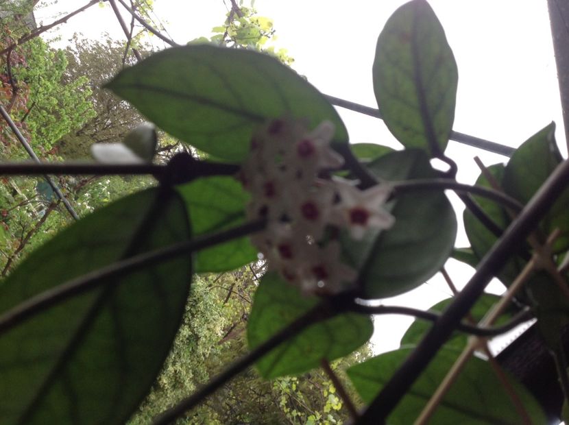  - Hoya Carnosa Floarea de ceara 2017