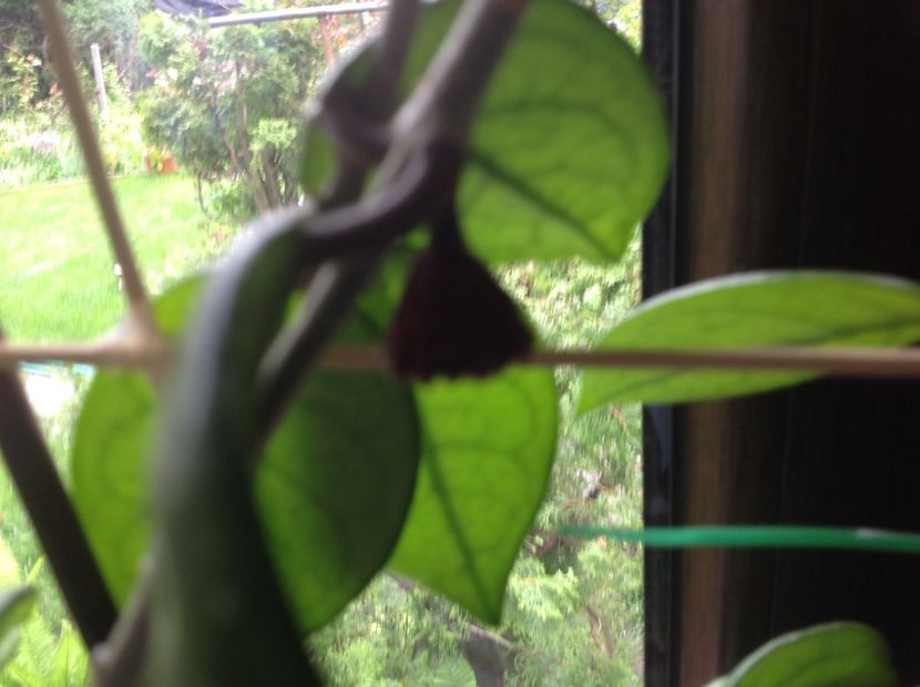  - Hoya Carnosa Floarea de ceara 2017