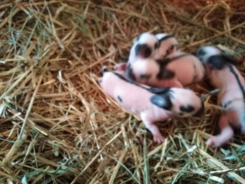  - Cuib fluture 31 04 2019