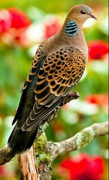  - TURTURELE EUROPENE