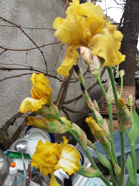  - Irisi infloriti in 2019