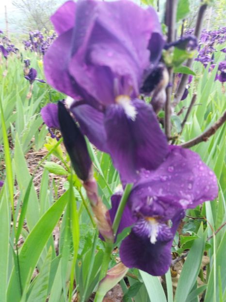  - Irisi infloriti in 2019