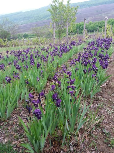  - Irisi infloriti in 2019