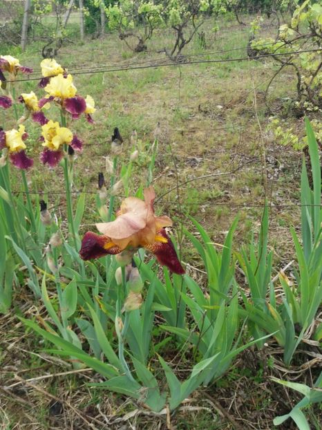  - Irisi infloriti in 2019