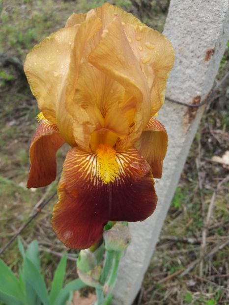  - Irisi infloriti in 2019