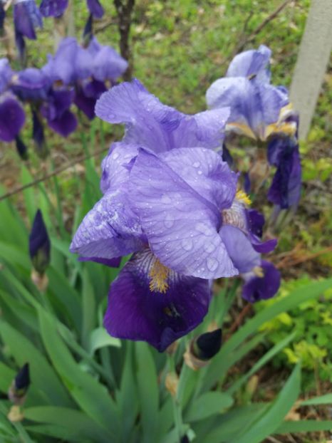  - Irisi infloriti in 2019