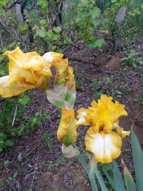  - Irisi infloriti in 2019