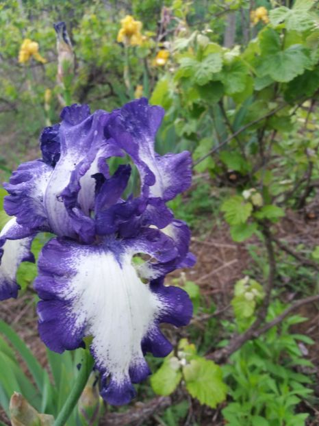  - Irisi infloriti in 2019