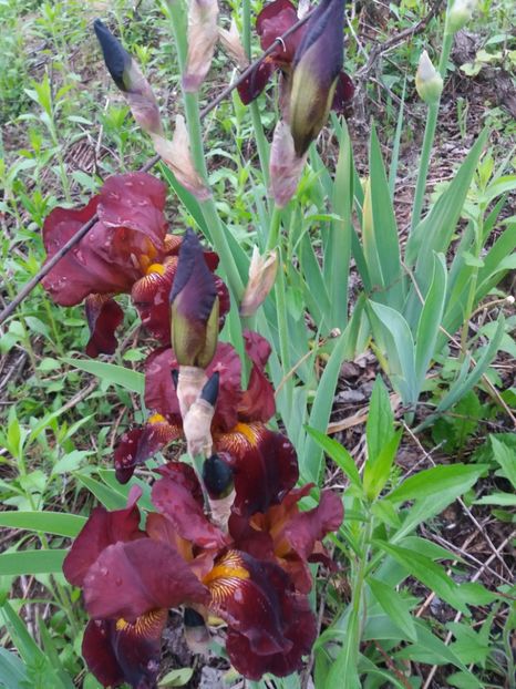  - Irisi infloriti in 2019