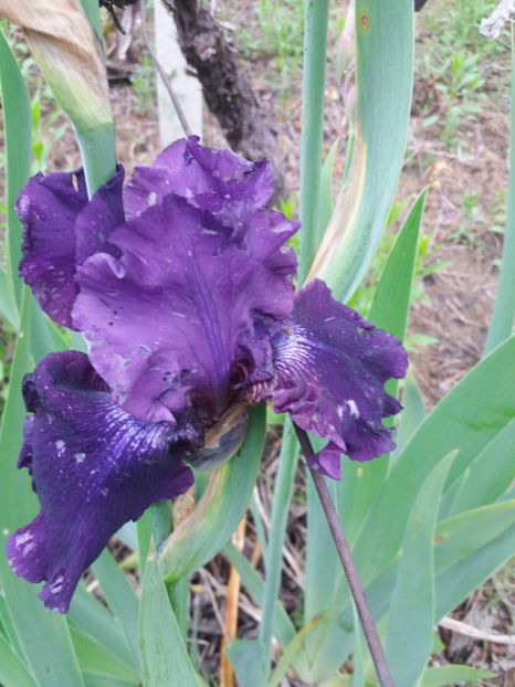  - Irisi infloriti in 2019