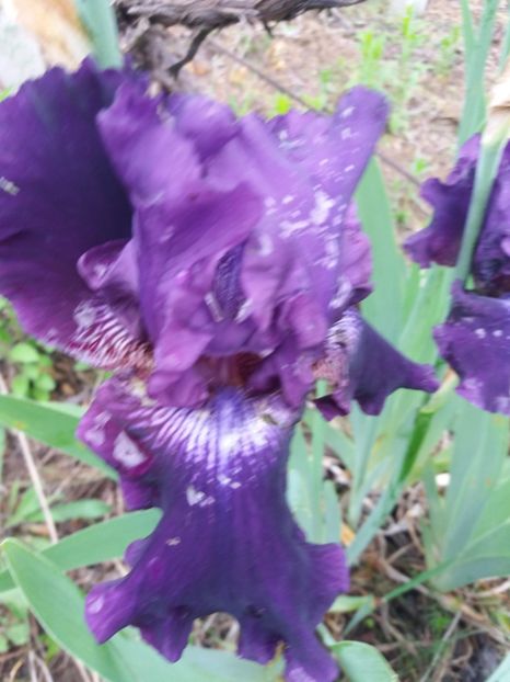  - Irisi infloriti in 2019