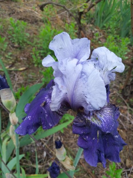  - Irisi infloriti in 2019