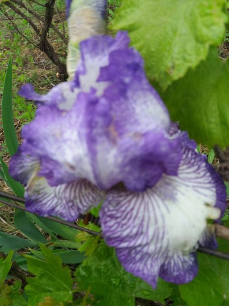  - Irisi infloriti in 2019