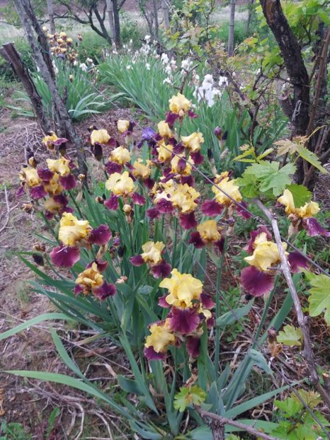  - Irisi infloriti in 2019