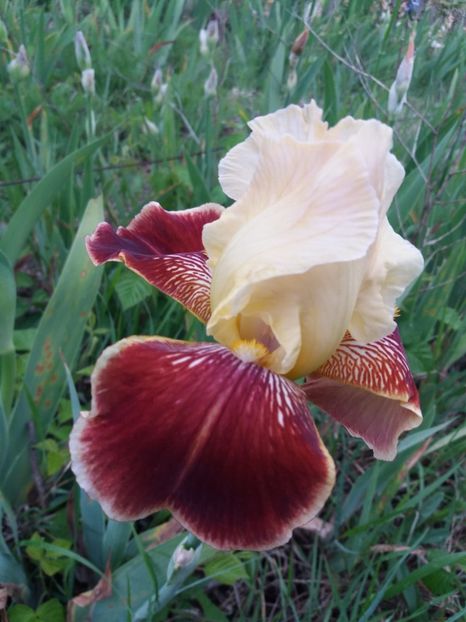  - Irisi infloriti in 2019