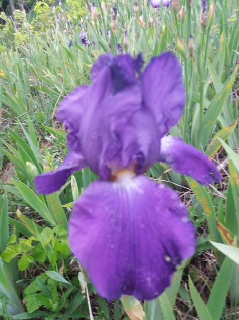  - Irisi infloriti in 2019