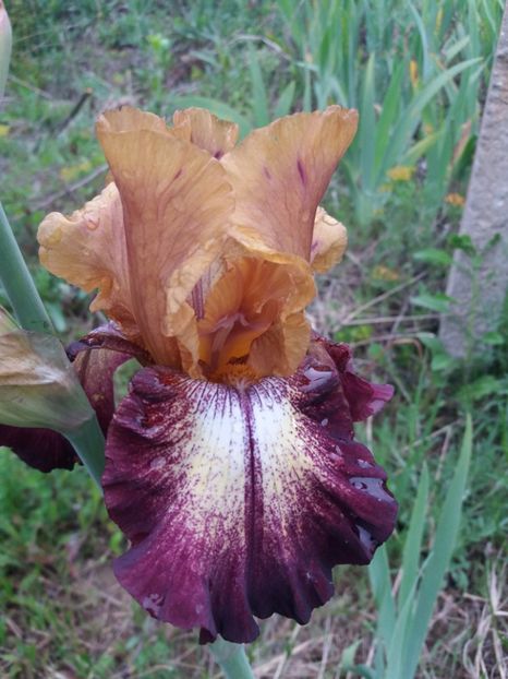  - Irisi infloriti in 2019