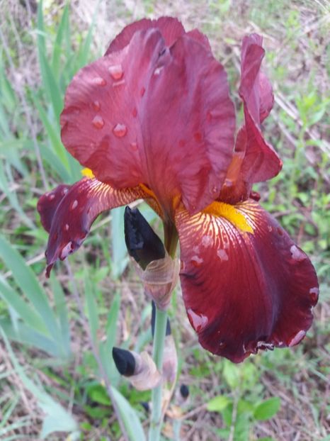  - Irisi infloriti in 2019