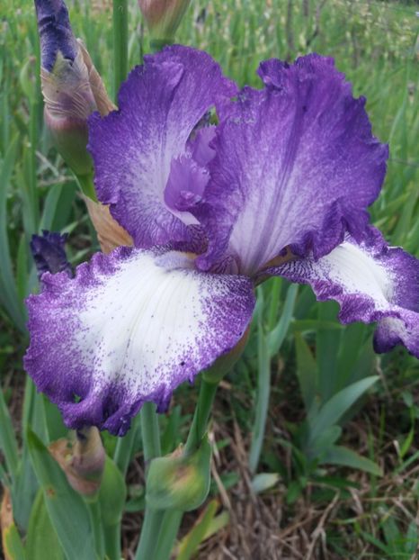  - Irisi infloriti in 2019