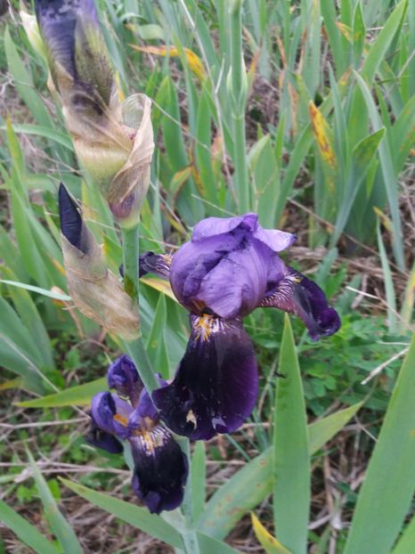  - Irisi infloriti in 2019