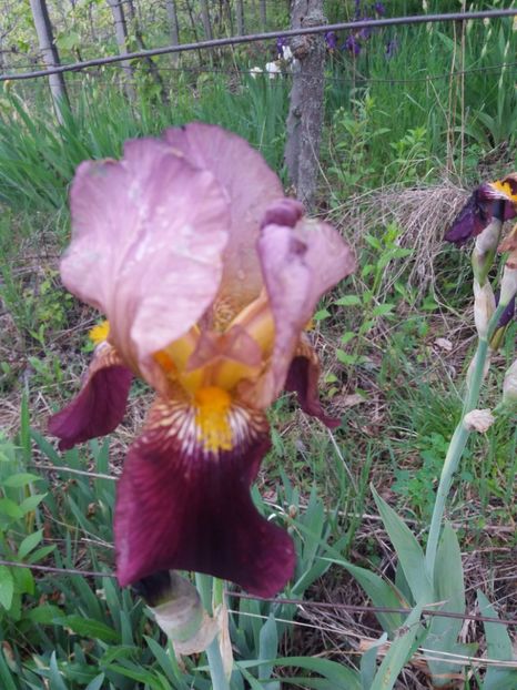  - Irisi infloriti in 2019