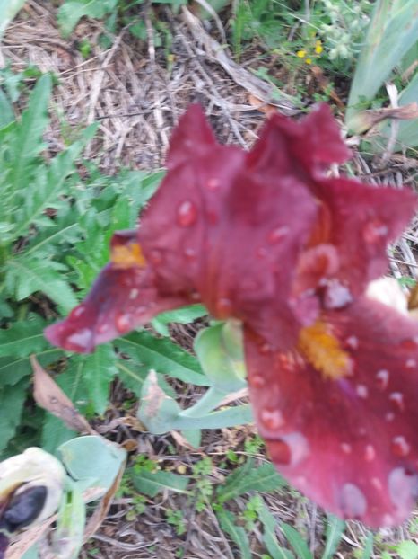  - Irisi infloriti in 2019