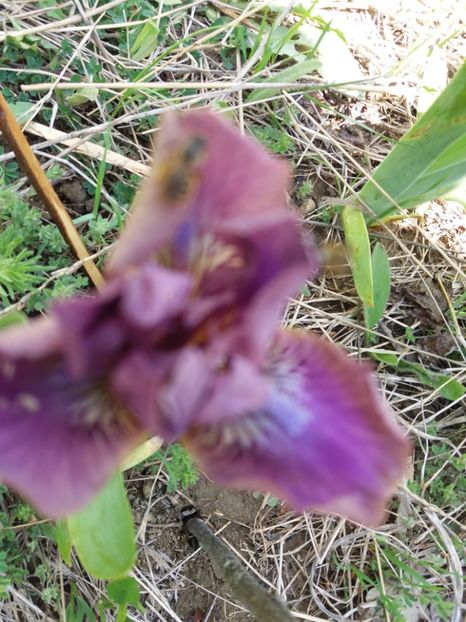  - Irisi infloriti in 2019