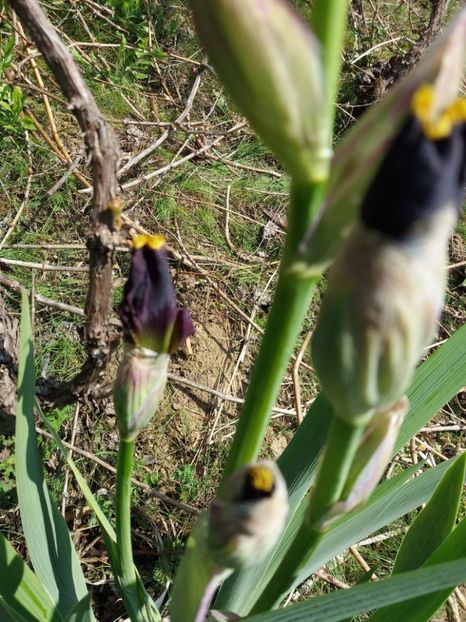  - Irisi infloriti in 2019