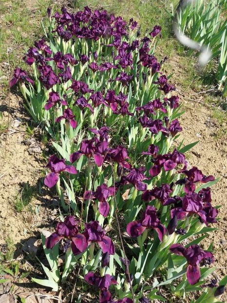  - Irisi infloriti in 2019